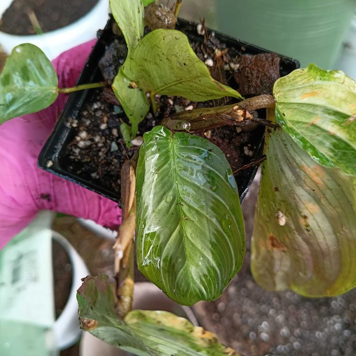 maranta zestaw 2 odmian