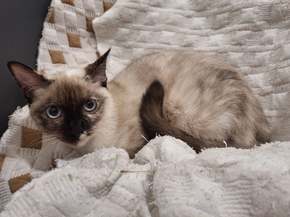 Coralina, para adoção