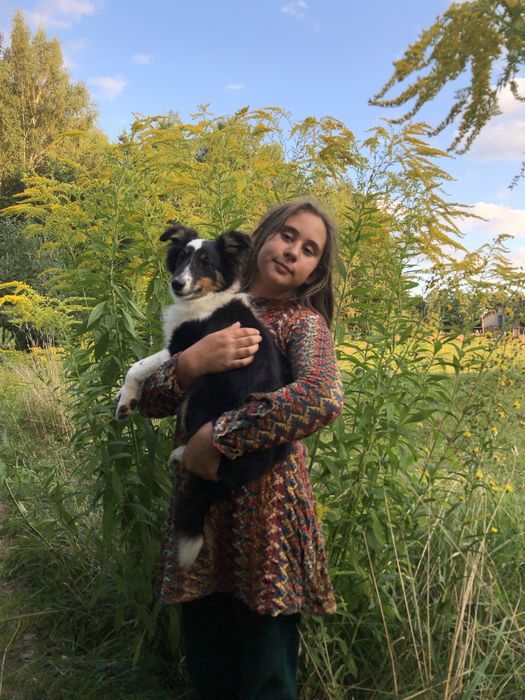 Ayla suczka sheltie, idealna do sportu. Tricolorowa, po rodzicach pracujących na farmie. Owczarek szetlandzki z Warmii