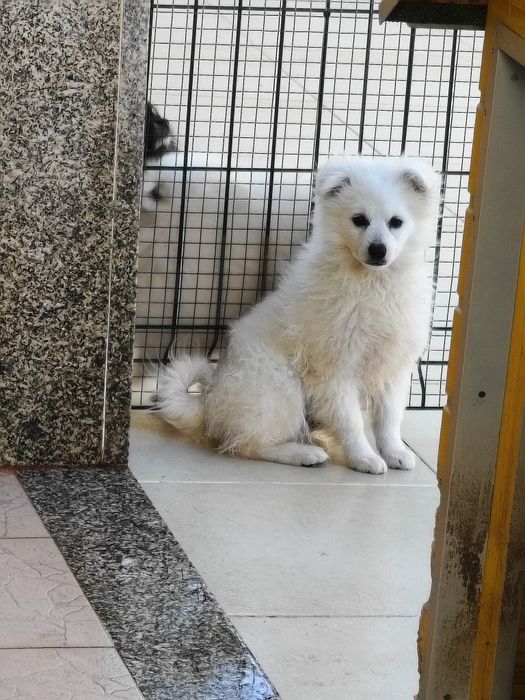 Spitz alemão menino