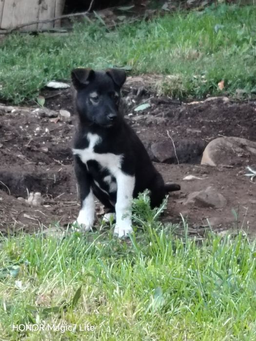 Pieski do adopcji