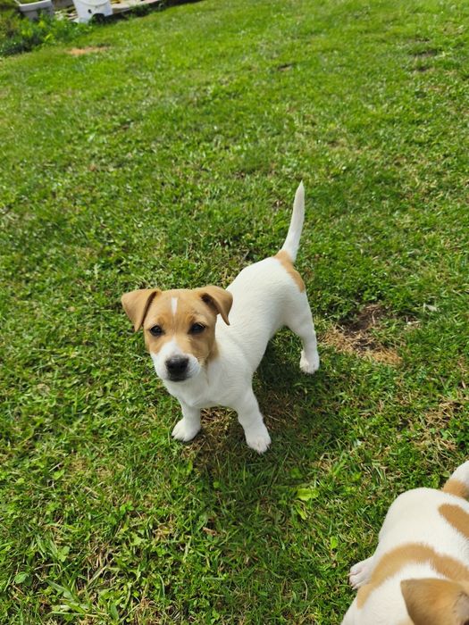 Jack Russell Terrier