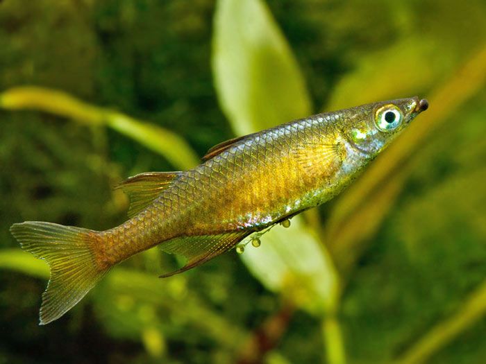GB Tęczanka filigranowa, tęczanka Wernera (Iriatherina werneri)