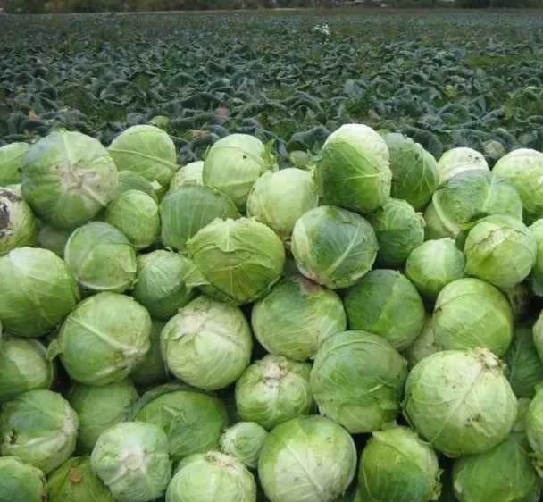 Насіння капусти Агрессор F1 Agressor F1 1000 шт Семена капусты