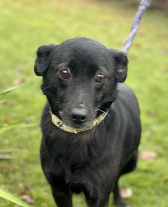 Pokochaj wspaniałą niezwykle tulasną 3 letnią sunie