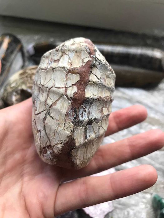 Скам"янілості ортоцерасс,амоніт,септарія,брахіопода,трилобіт