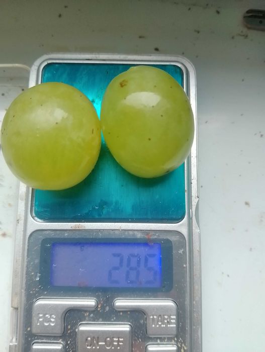 Саджанці неукривного винограду