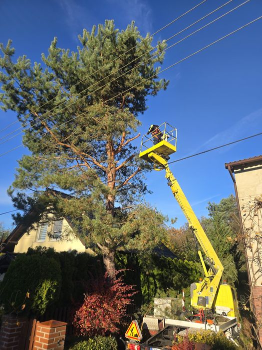 Wycinki drzew oraz pracę ogrodnicze