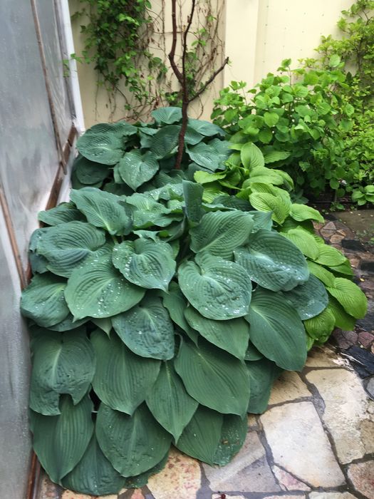 Хоста гигант