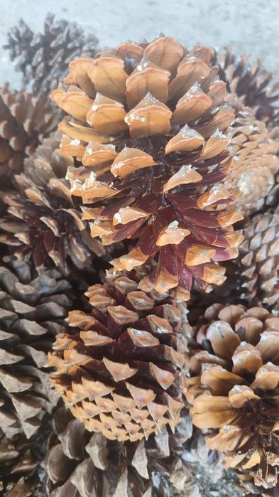 30 Pinhas 5€ / 70 Pinhas 10€