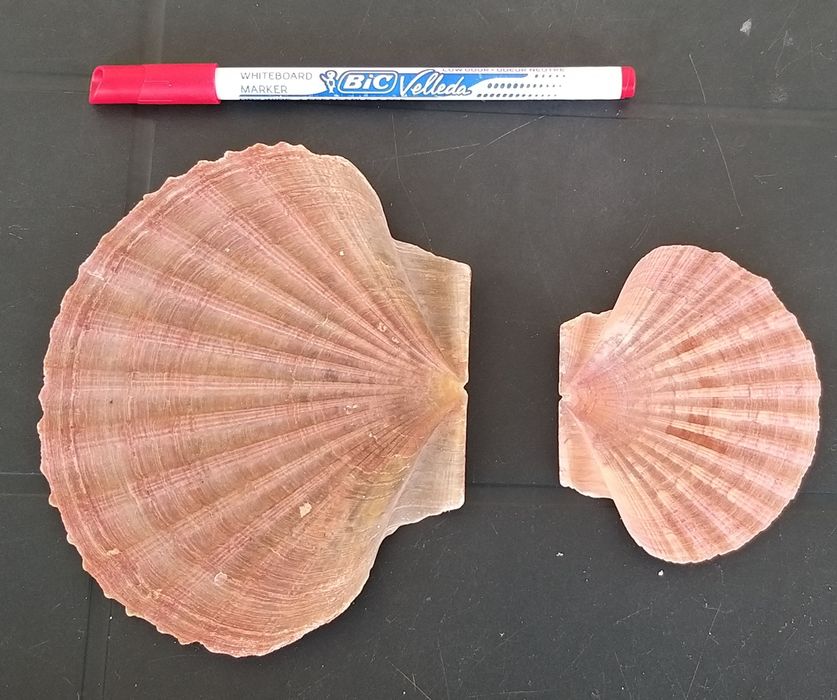7 conchas do mar.