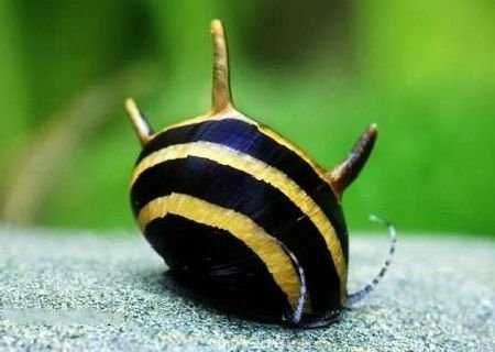 GB Ślimak Clithon Diadema - dowóz ryb!