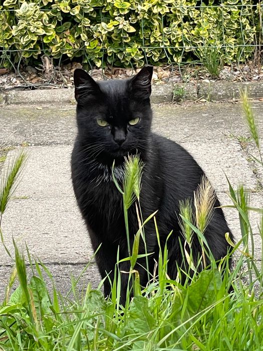 filigranowa czarna, wysterylizowana  kotka mieszkająca na ulicy