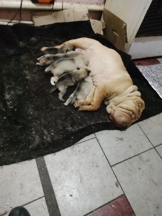 Отдам в хорошие руки, щенки