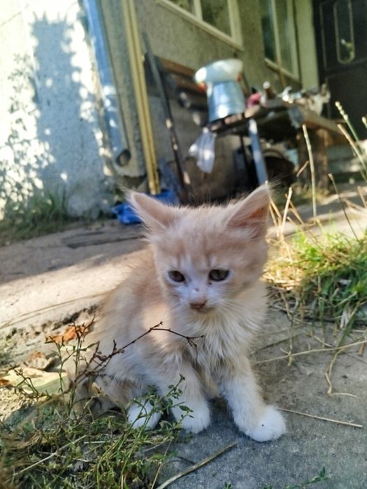 Кошенята в хороші руки