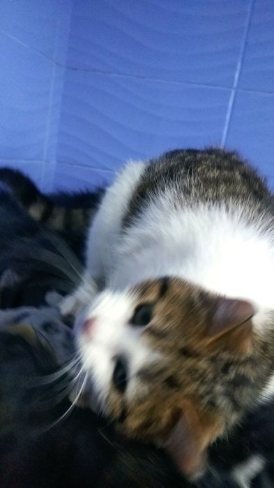 Кошеня, дівчинка, 8 місяців в пошуках господаря і дому