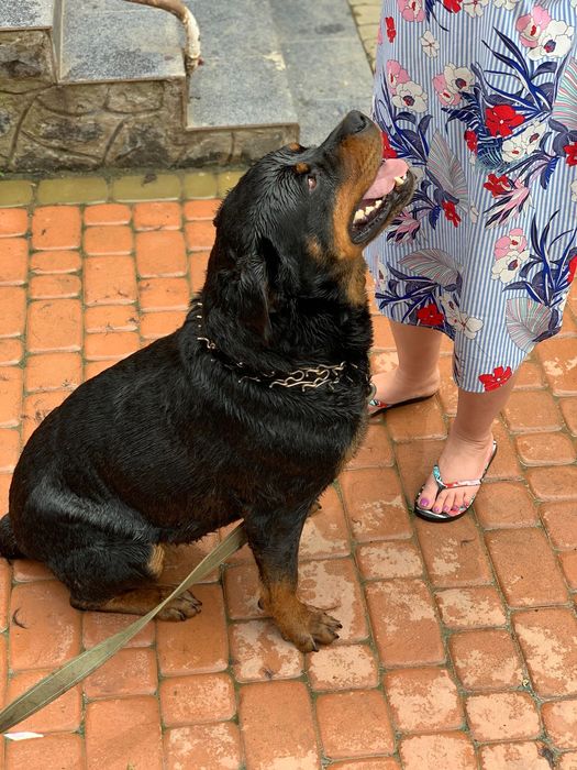 В’язка ротвейлера