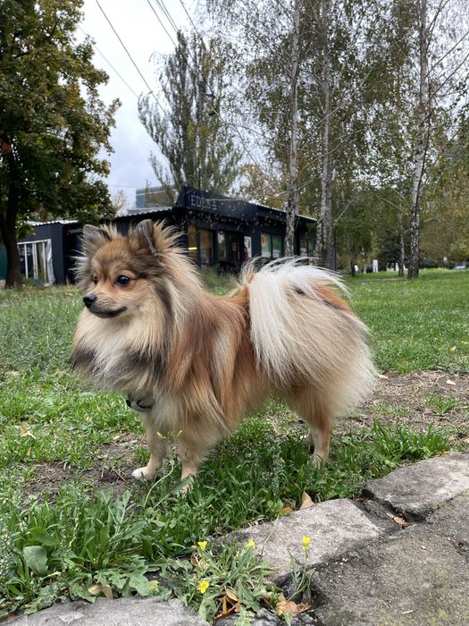 Отдам немецкого шпица