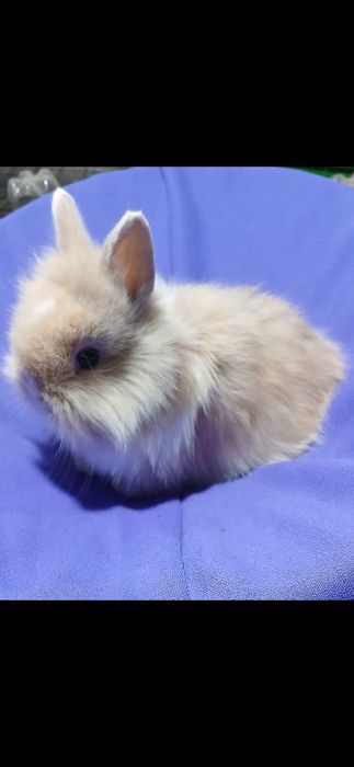 Декоративний карликовий кролик