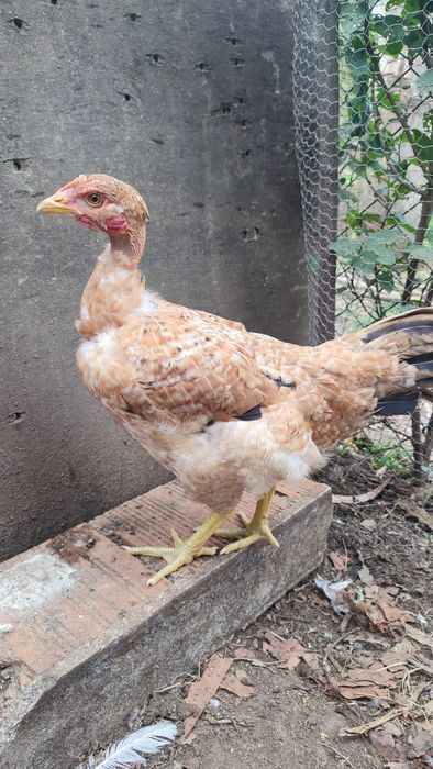 Casal galo galinha (frangos do campo)