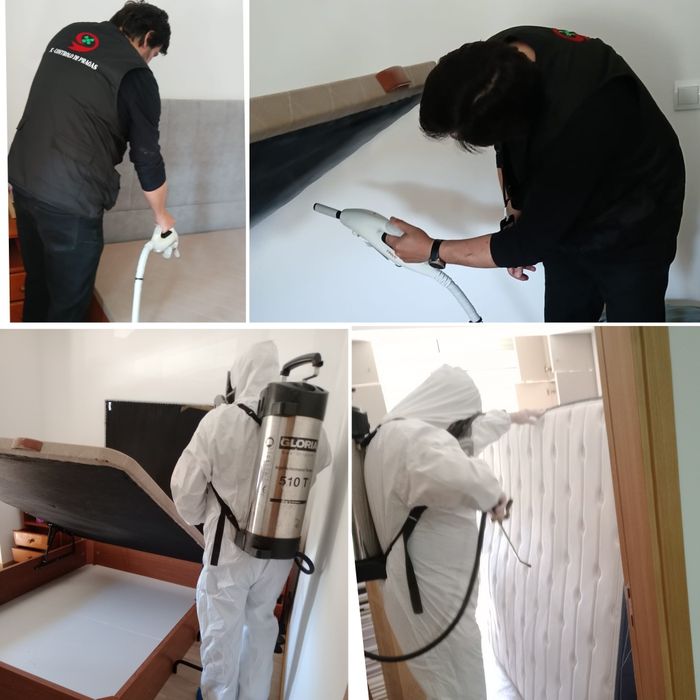 Desinfestação de Percevejos517830687715512321