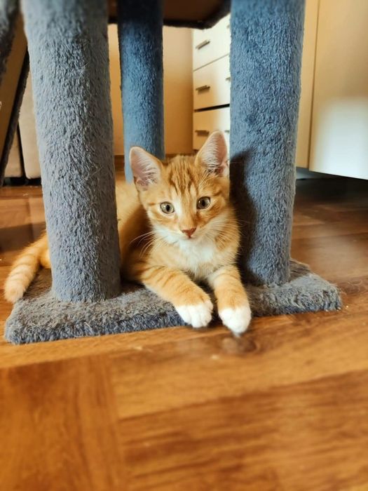Rudy kociak do adopcji