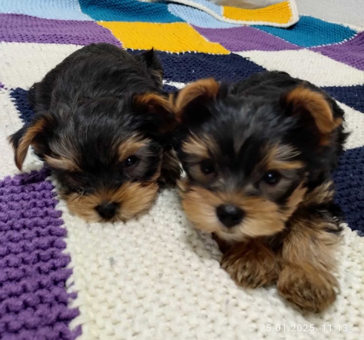 Кобель для вязки