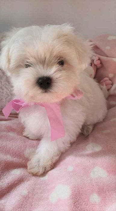 Mini Maltańczyk, Piesek, pełna dokumentacja.