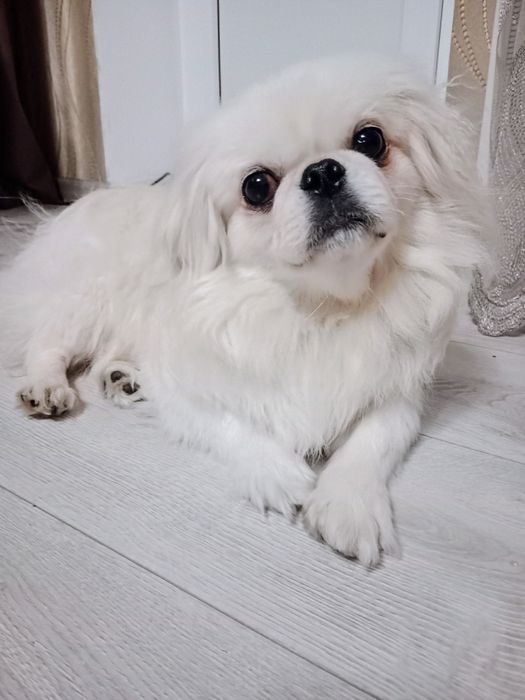 Мальчик пекинес ищет девочку