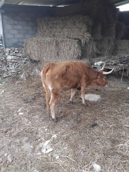 Novilha cachena com 3 anos