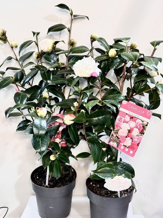 Камеліі в асортименті. Доставка по Україні.