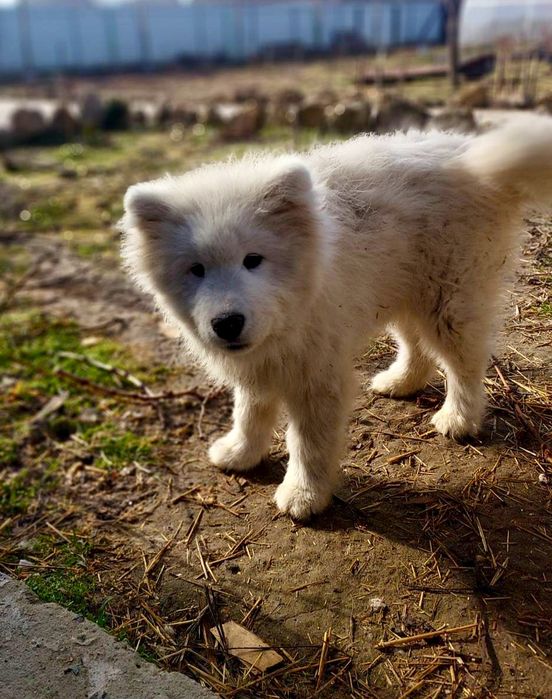 Самоїд, хлопчик, 5 міс