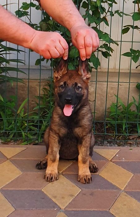 Цуценята німецької вівчарки.