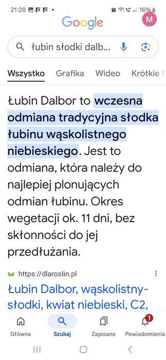 Łubin słodki łubin