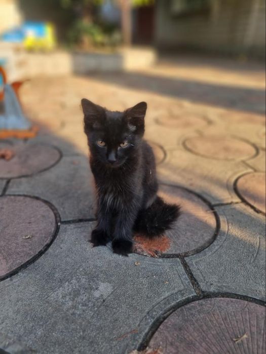 Котик, 3 місяці, кошеня