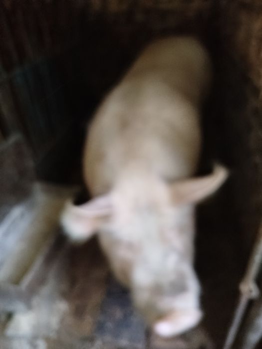 Продам свінню живим весом