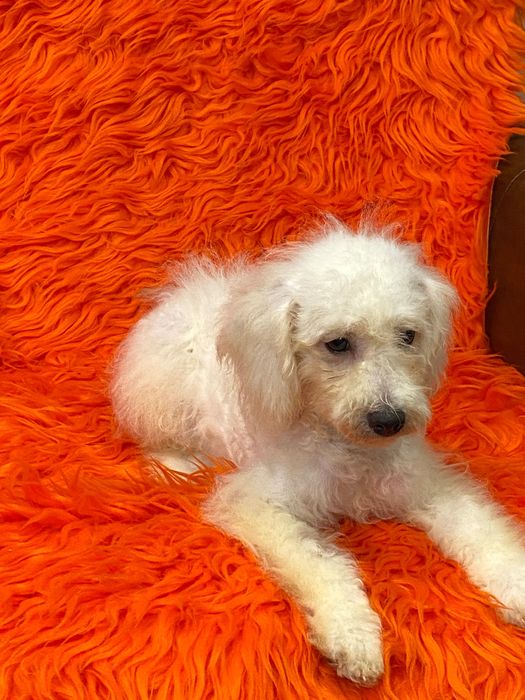 Sprzedam pięknego pudla