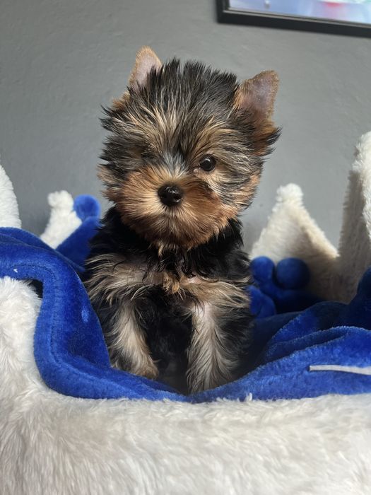 Yorkshire Terrier szczenię