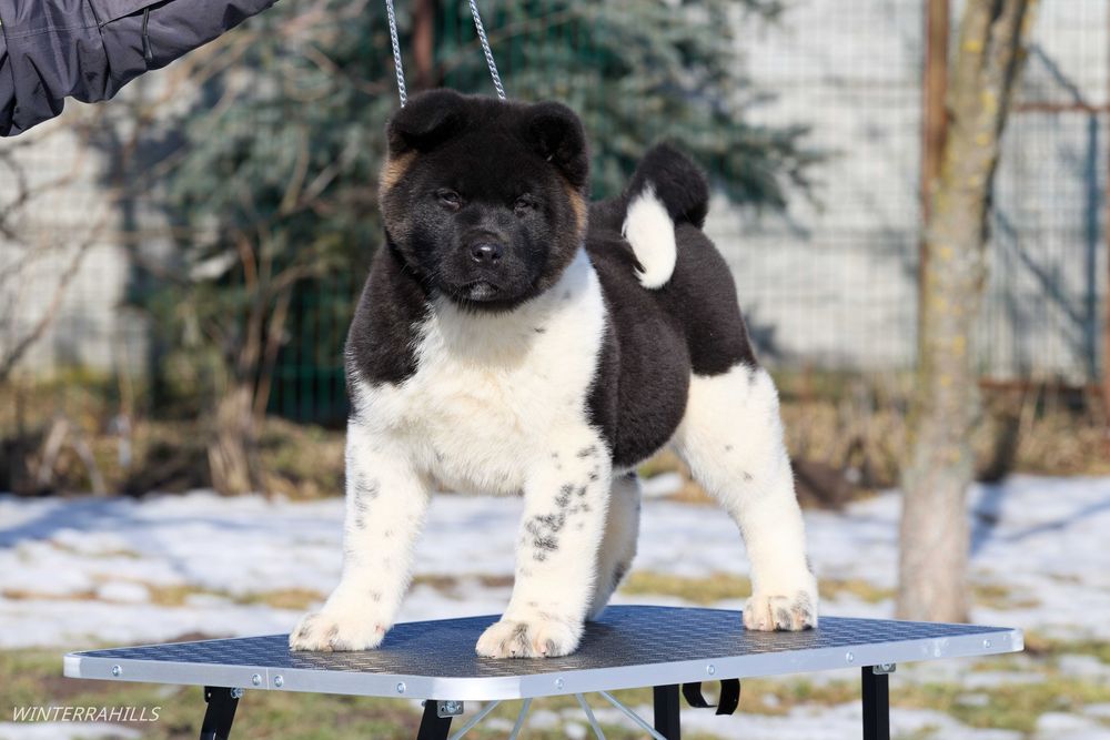 Американська Акіта ~ Американская Акита