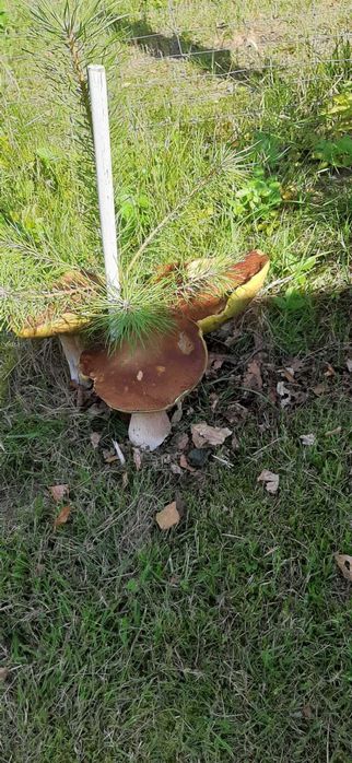 Domki letniskowe nad jeziorem w Poroście