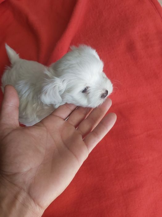 Bichon maltês  todo branco