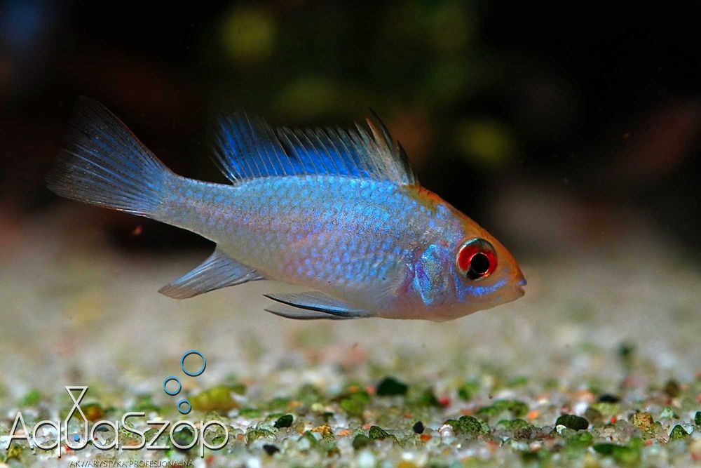 Pielęgniczka ramireza "Electric Blue" - AQUASZOP