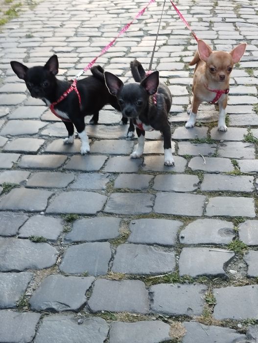 Представляємо цуценят чихуахуа