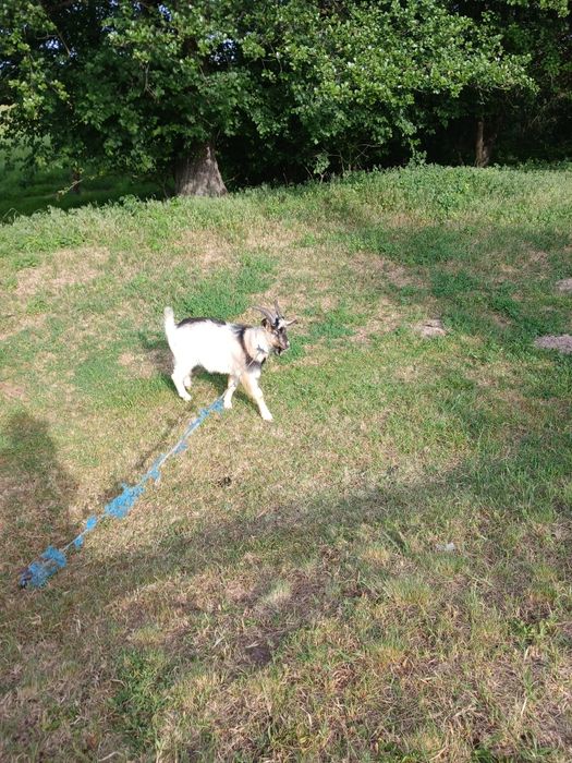 Камерунський красень чекає принцес