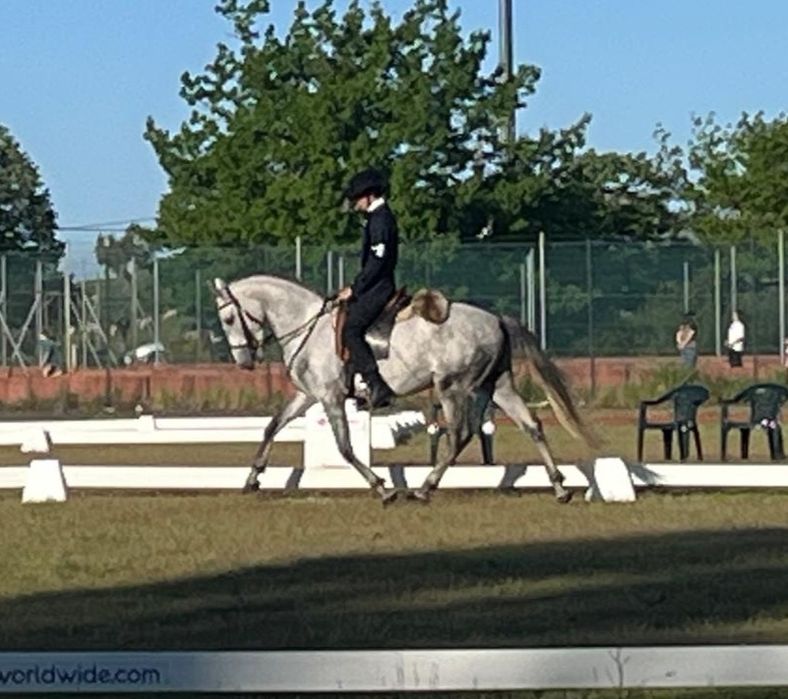 Poldro lusitano de 4 anos