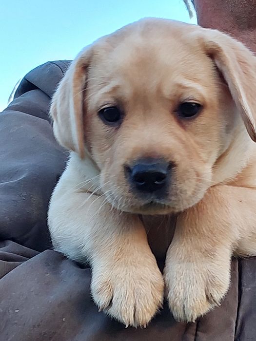 Лабрадор ретрівер песики з документами