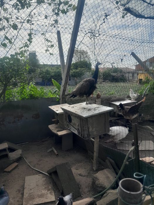 Pavão maicho azul novo  tem um ano
