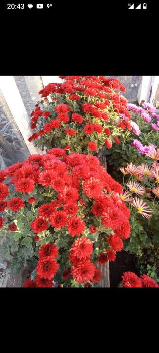 Маточні кущі хризантем мультифлора