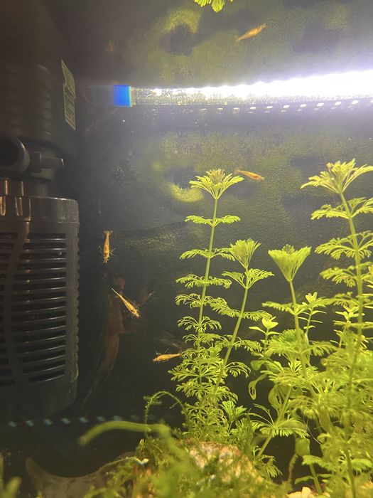 Camarões Neocaridina Amarelos