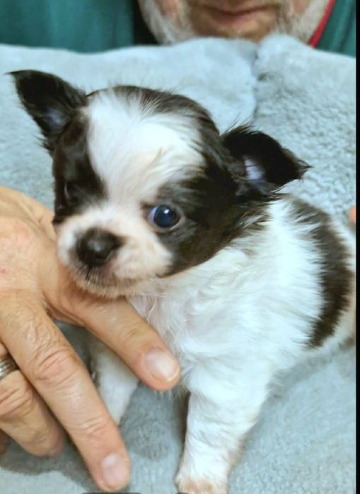 Amigo chihuahua długowłosy